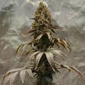 Big Buddha Cheese - Clone (Pre-Order)