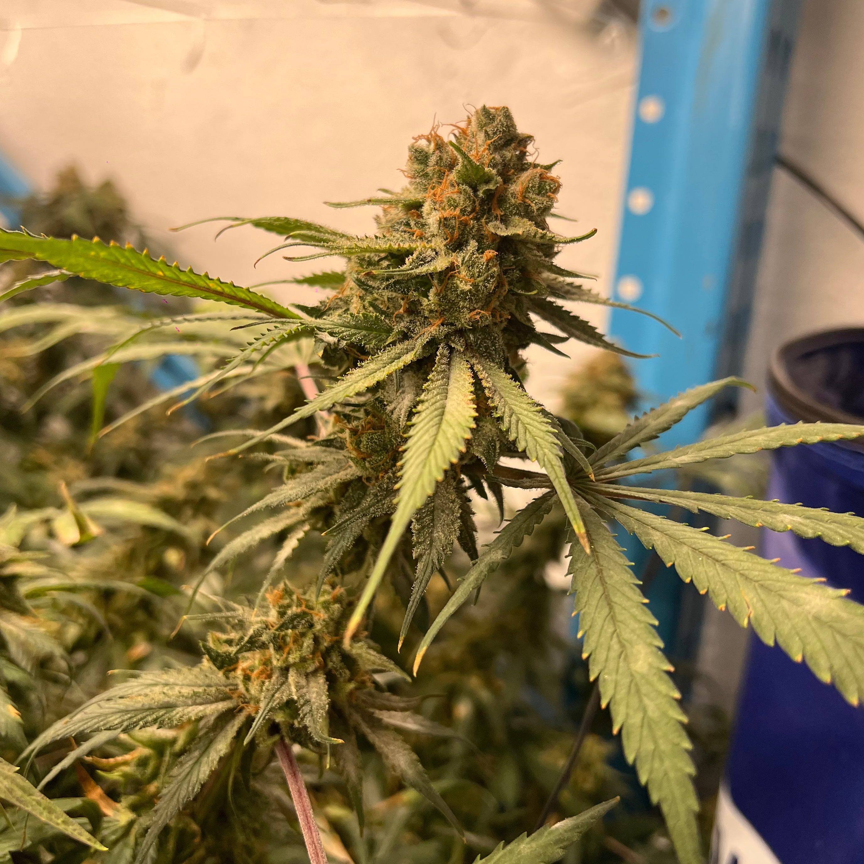 Blue Cheese - Clone (Pre-Order)