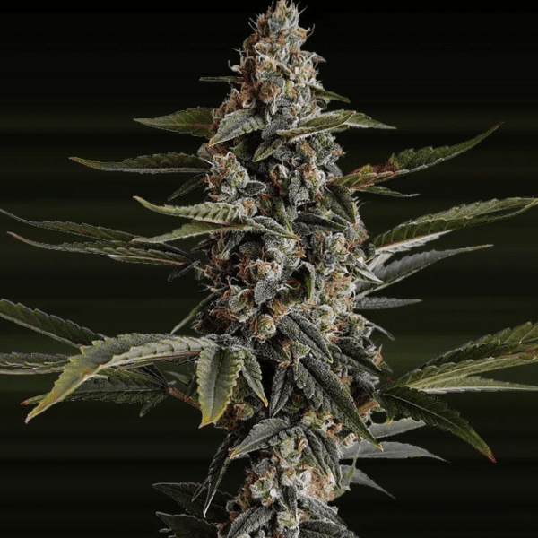 Wedding Cheesecake - Clone (Pre-Order)