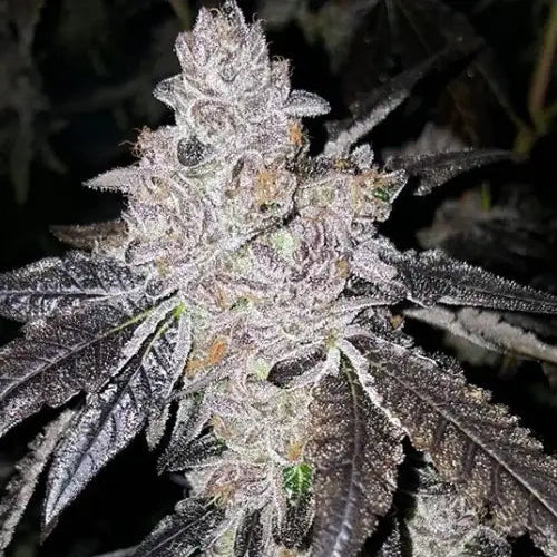 Gelato 33 x Zkittlez Cake - Clone (Pre-Order)