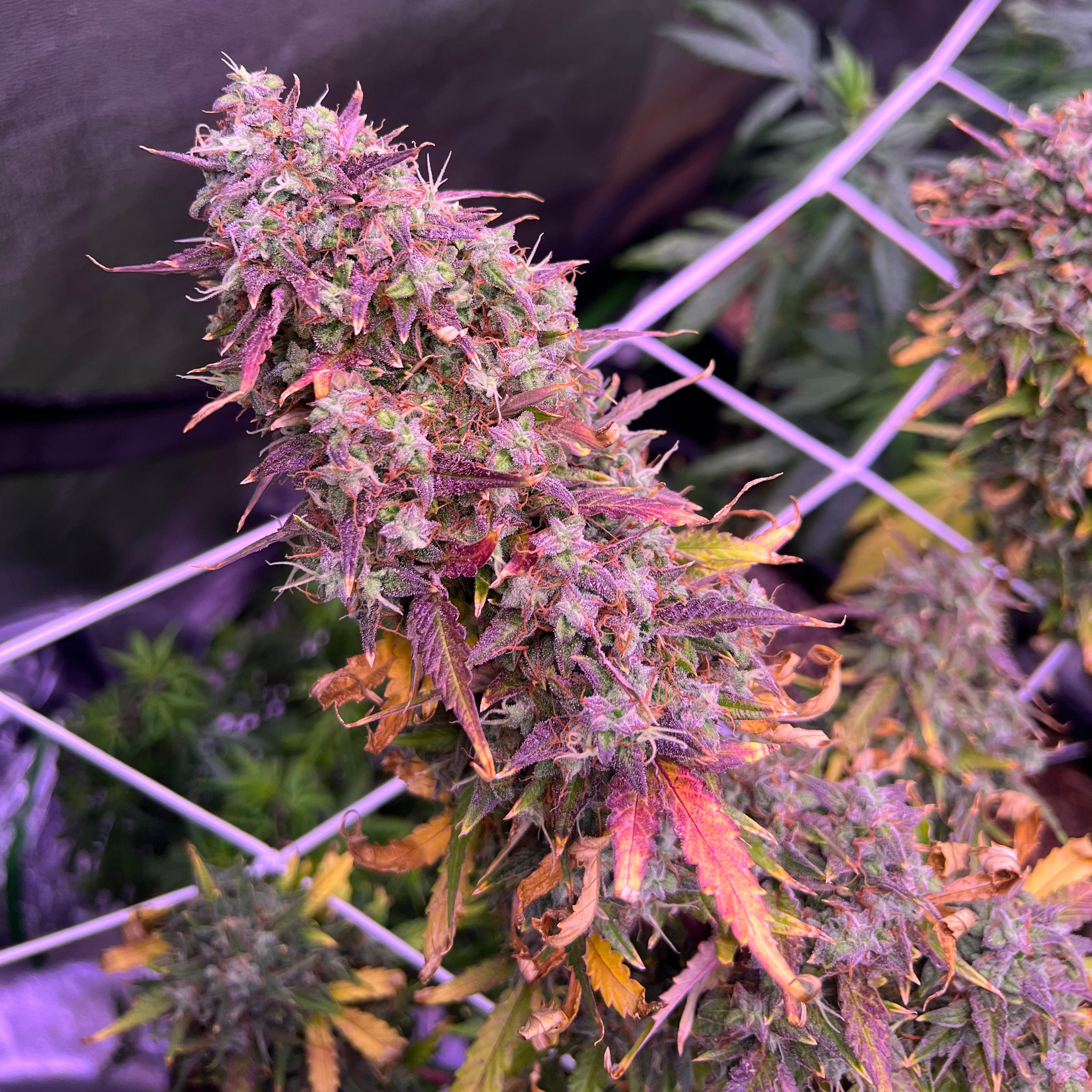 Blue Dream - Clone (Pre-Order)