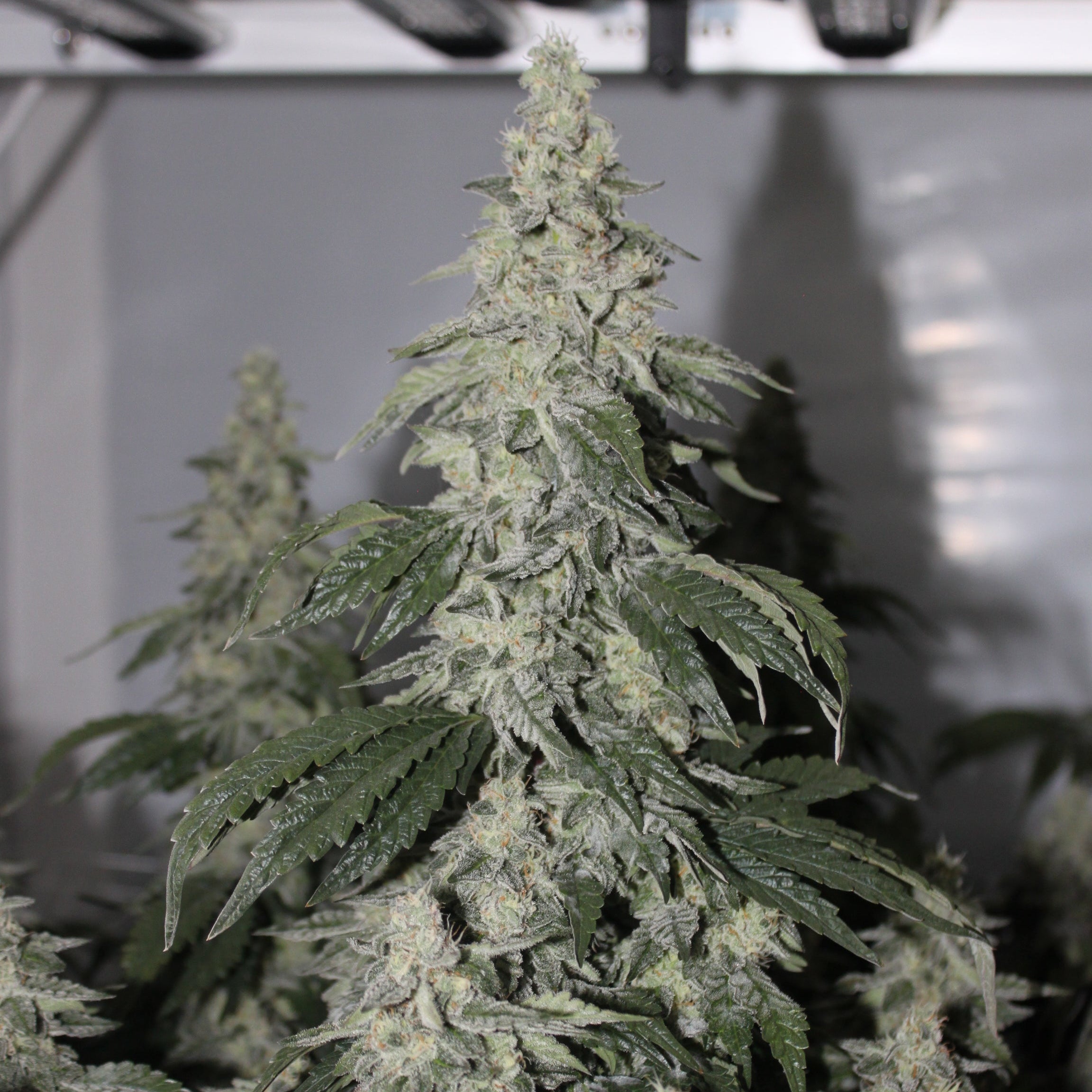 Zack's Cake #11 - Breeder Cut Clone