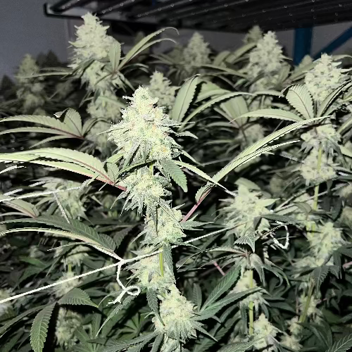 Black Cherry Cake - HolySmokeSeeds (Pre-Order) - Clone Zone