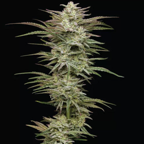 Jelly Donutz - Clone (Pre-Order)